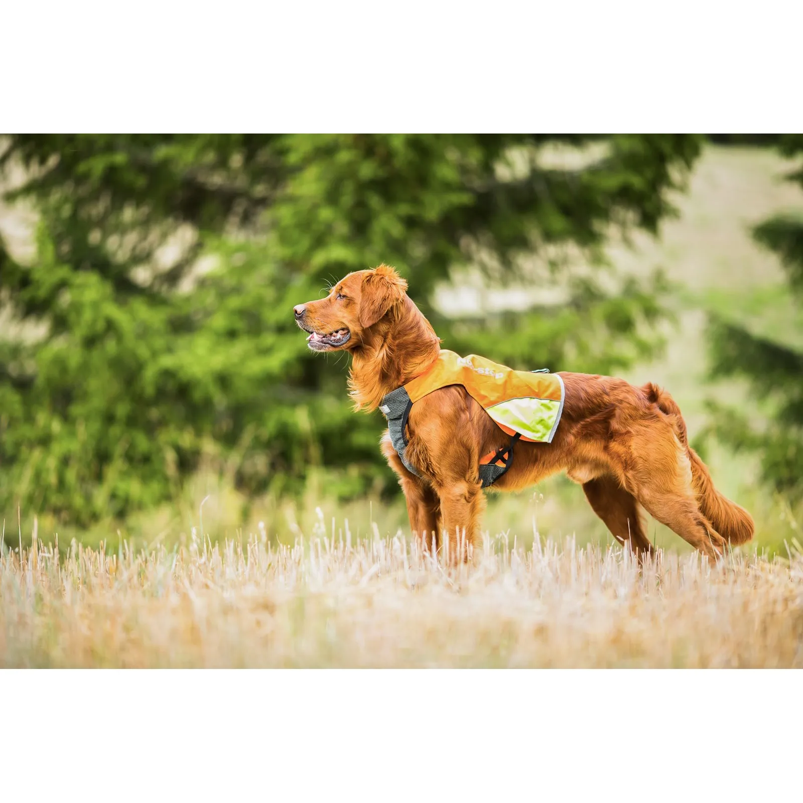 Non-stop Dogwear Protector Vest Orange | Buy Non-stop Dogwear Protector Vest Orange here | Outnorth